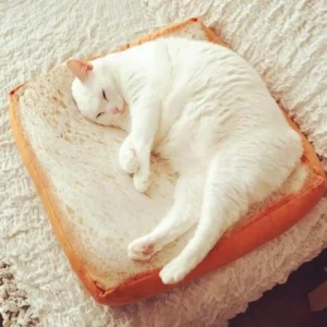 Toast Pad for Cat - 1